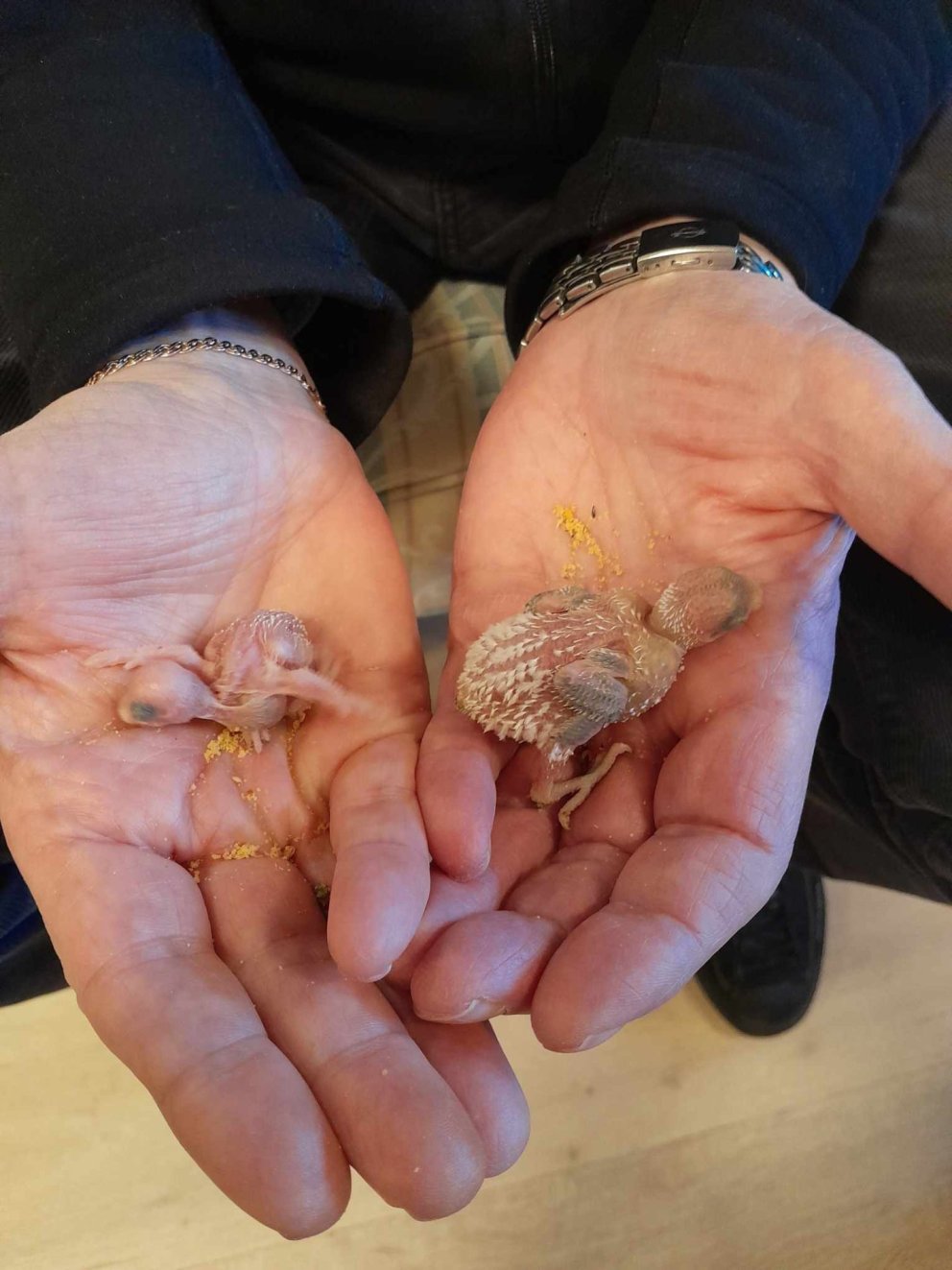 Kókó og Kíkí komin með tvo unga