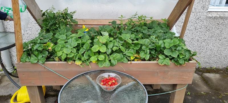 Uppskeran góð á Grund