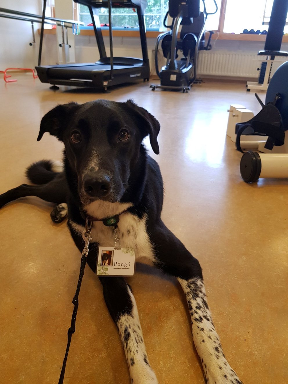 Pongó er í hálfu starfi í Ási