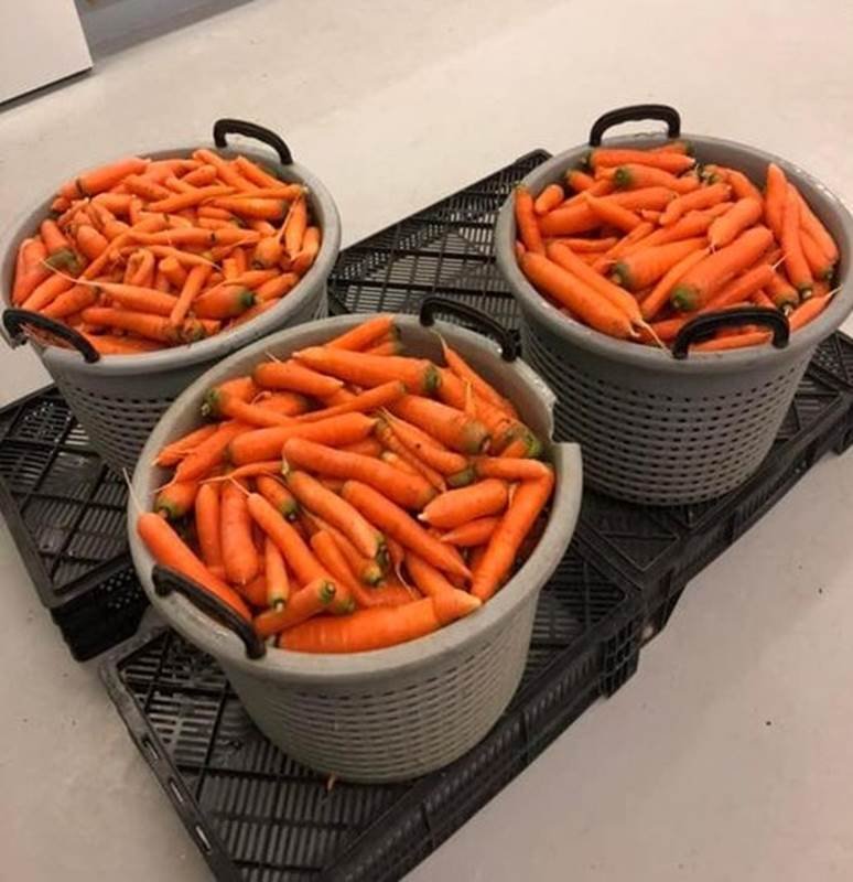 Glænýjar gulrætur í hús