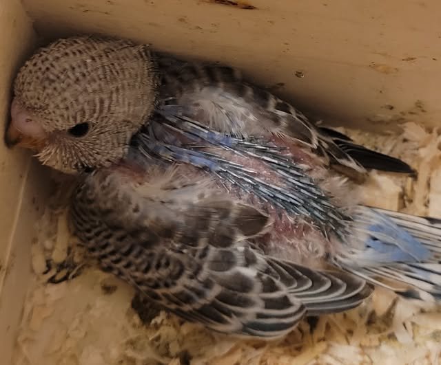 Allir spenntir að fylgjast með litlu fjölskyldunni