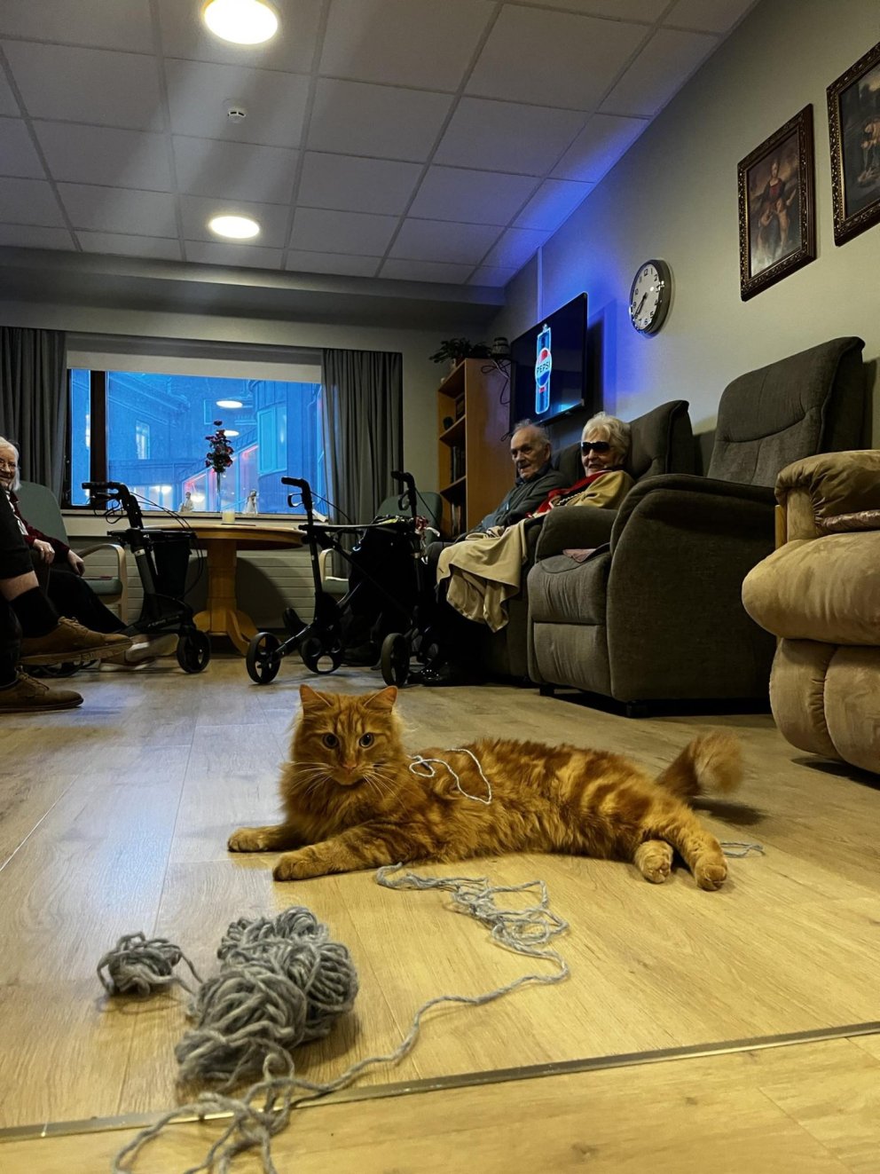 Kisa unir sér vel á Grund