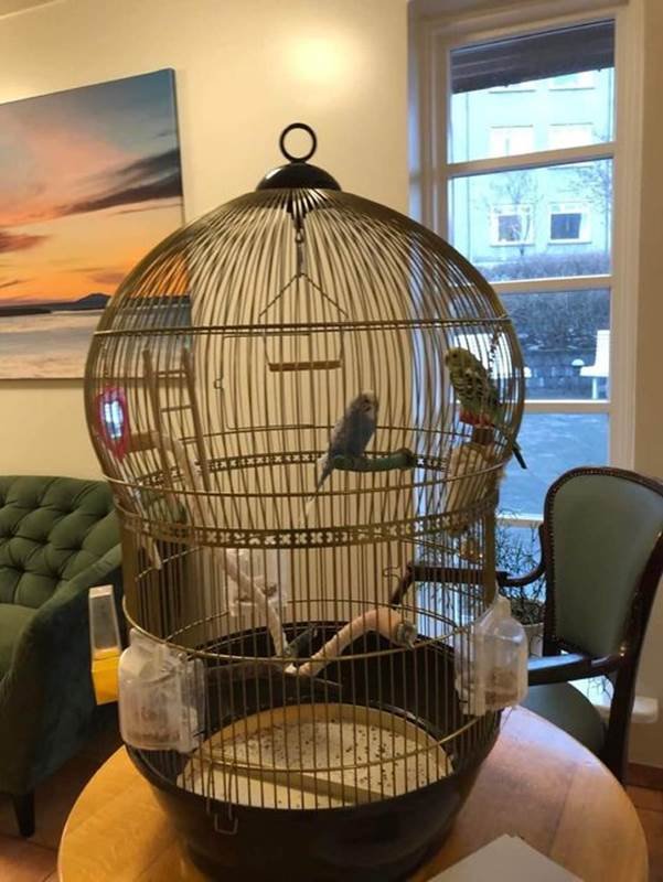 Gárapar í hvíld á Grund