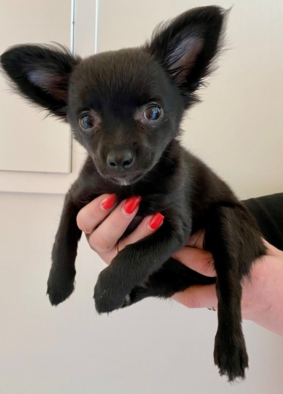 Heimilishundurinn Naomi