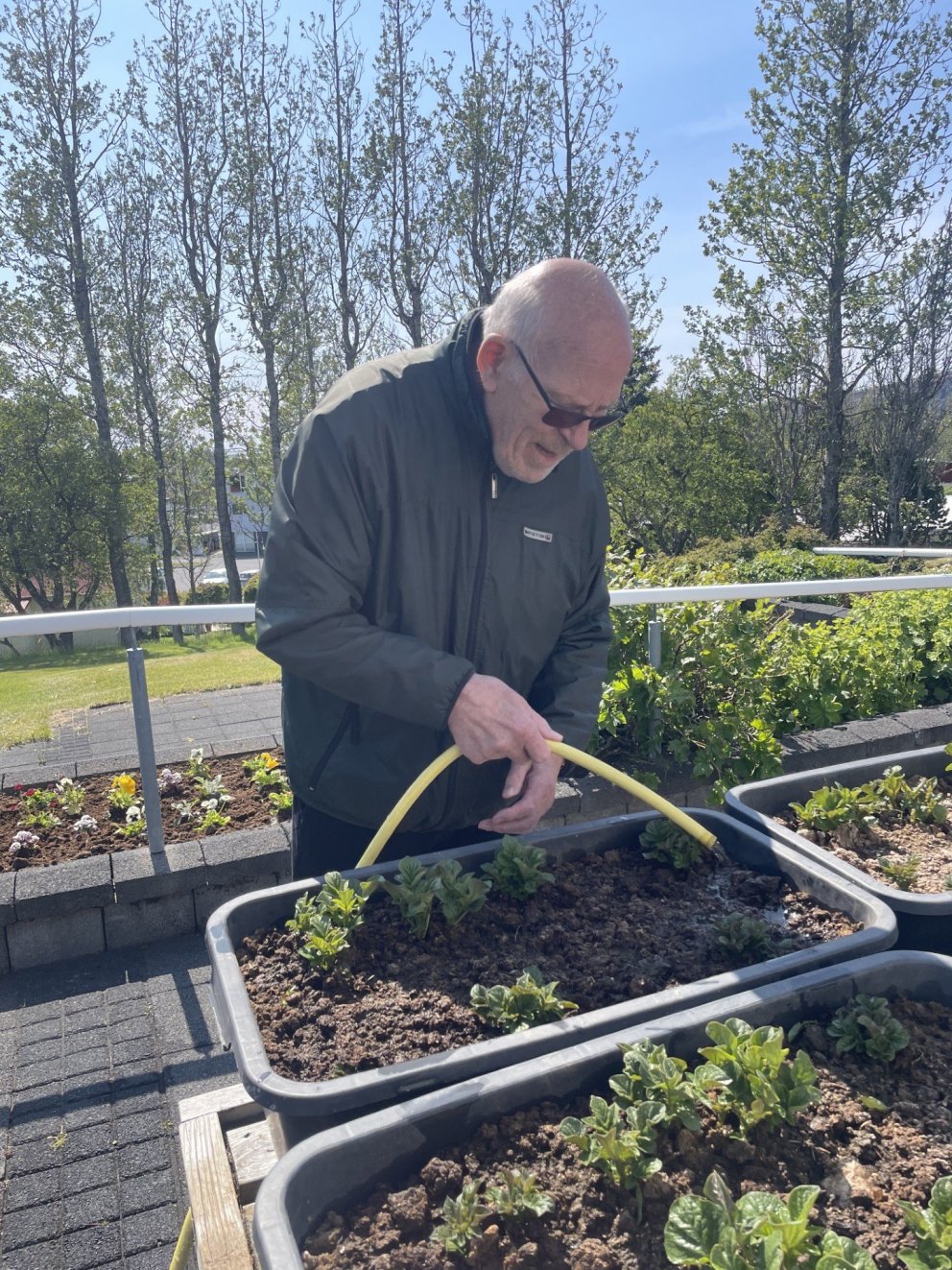 Litríku sumarblómin sett niður