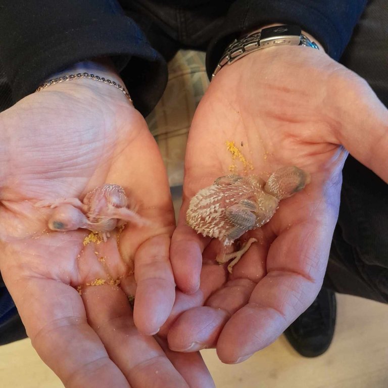 Kókó og Kíkí komin með tvo unga