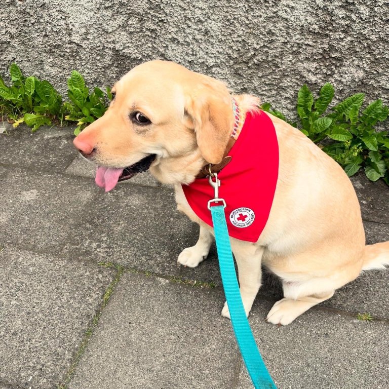 Salka er heimsóknarvinur á Grund