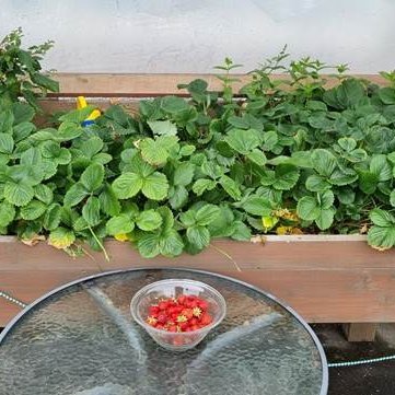 Uppskeran góð á Grund