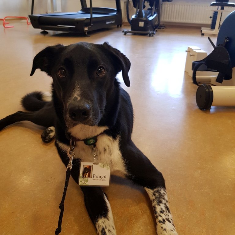 Pongó er í hálfu starfi í Ási