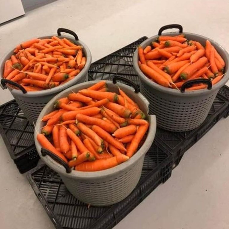 Glænýjar gulrætur í hús