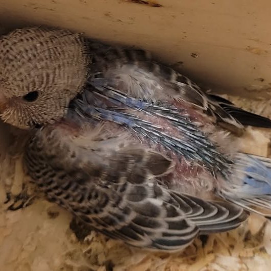 Allir spenntir að fylgjast með litlu fjölskyldunni