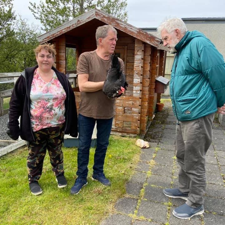 Hænurnar komnar heim