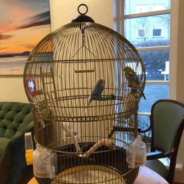 Gárapar í hvíld á Grund