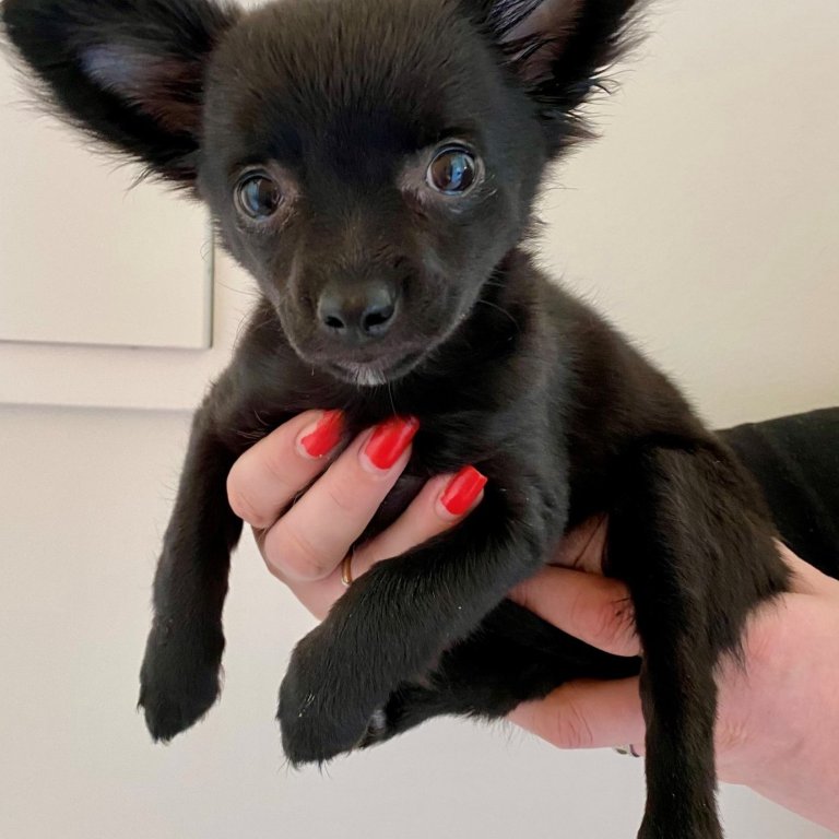 Heimilishundurinn Naomi