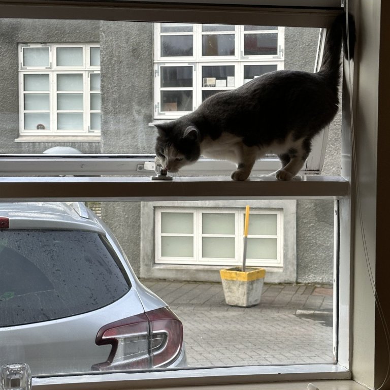 Óvæntur gestur á stjórnarfundi